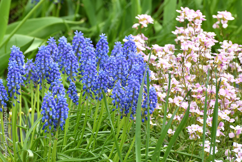 Arabis and Muscari - an early spring flower, primrose