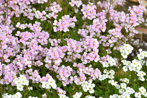 Arabis - an early spring flower, primrose