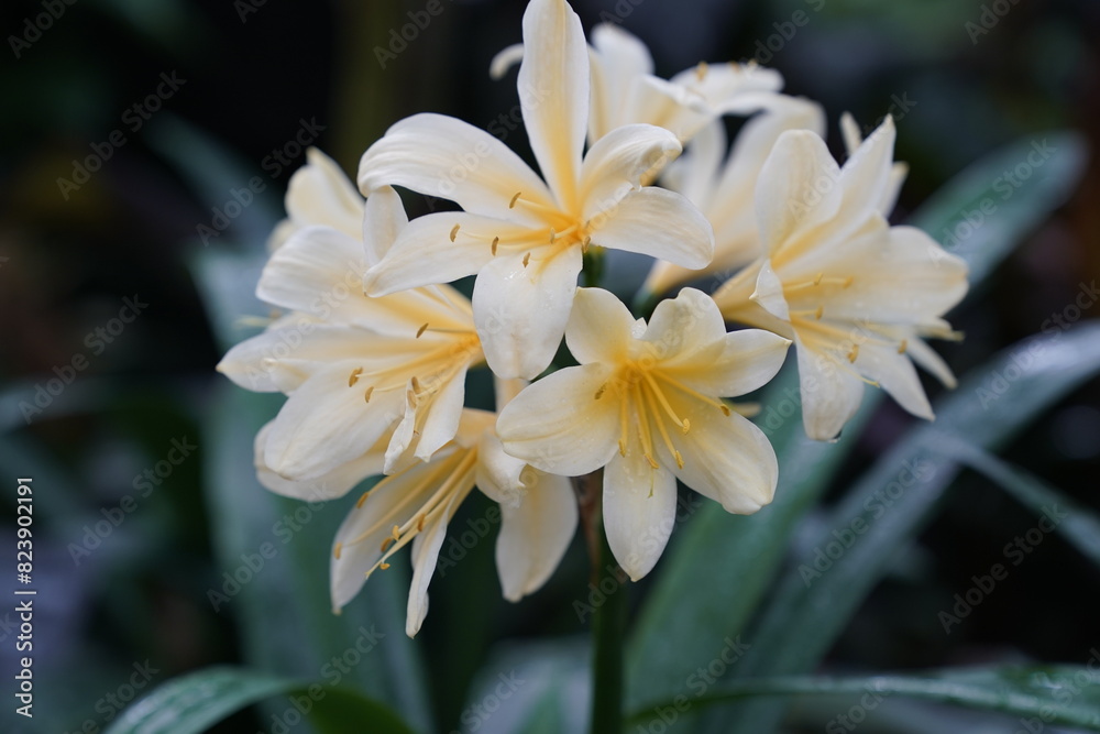 Fototapeta premium Lily, white, yellow, flower, beautiful, spring, plant