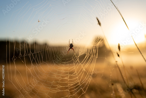 Spider web showing at sunrise photo
