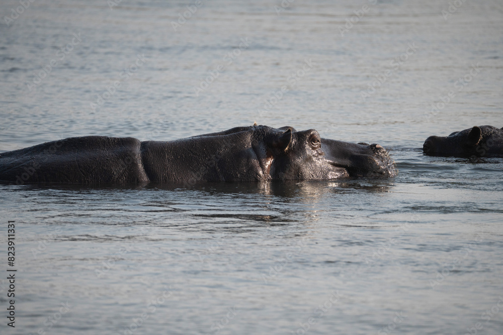 Fototapeta premium Hippo in Afrika
