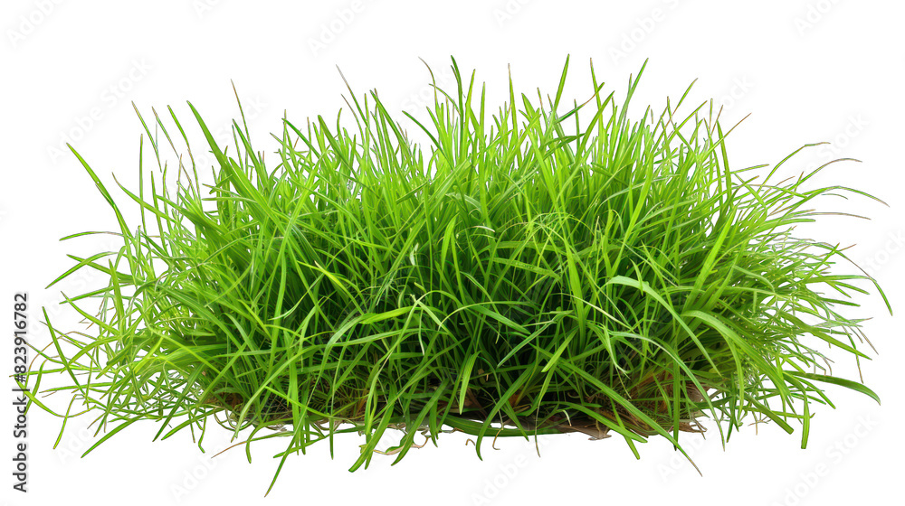 Background with grass isolated on transparent background Background with grass isolated on transparent background