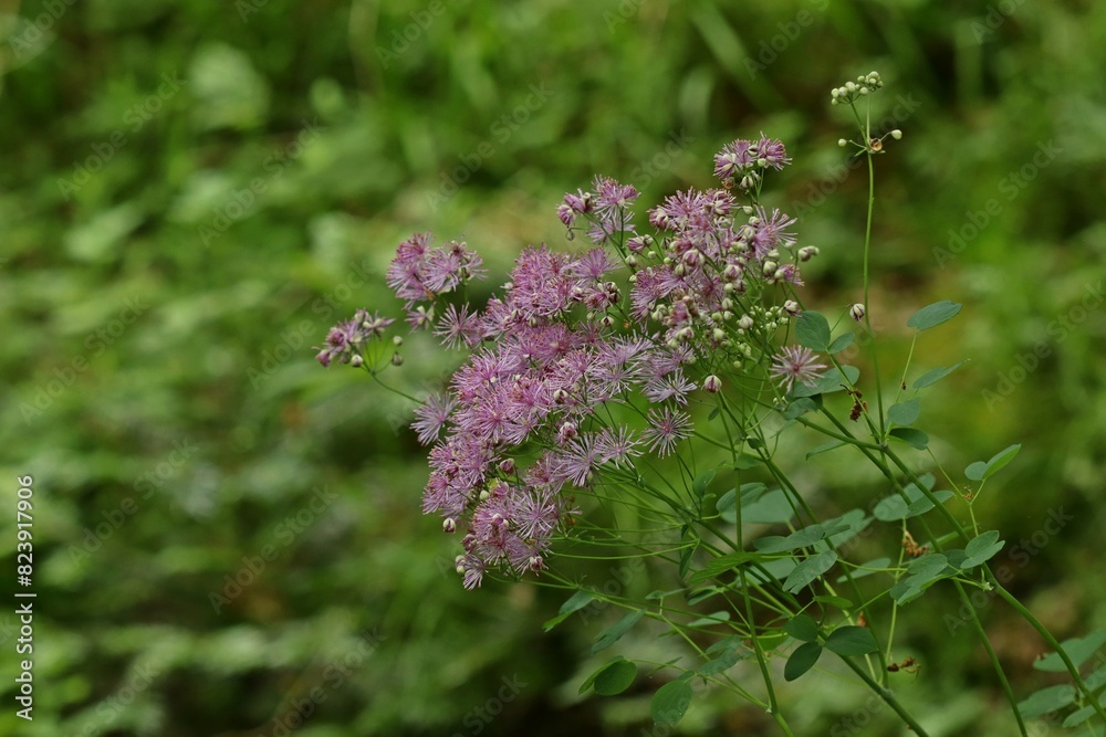 Akeleiblättrige Wiesenraute (Thalictrum aquilegiifolium) Akeleiblättrige Wiesenraute (Thalictrum aquilegiifolium)