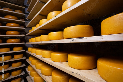 Dutch artisanal cheeses, maturing on wooden shelves photo