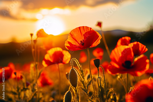 Field of red flowers with the sun setting in the background.