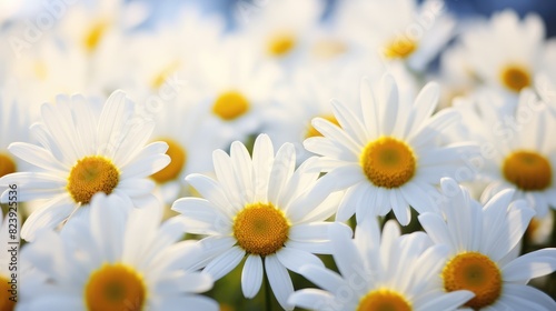 daisies in the garden