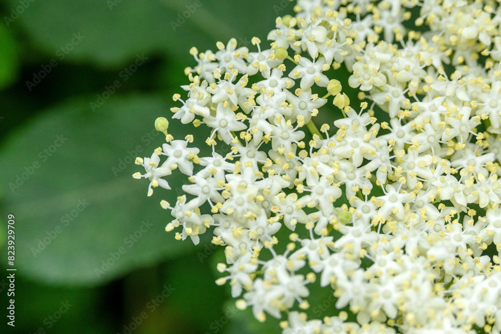 Floral background of Sambucus nigra plant close up. Floral background of Sambucus nigra plant close up.