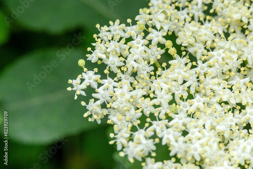 Floral background of Sambucus nigra plant close up. 