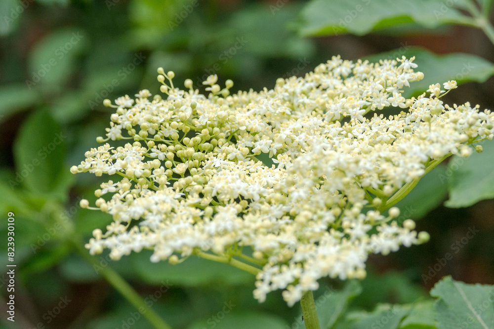 White large umbrella flowers of Sambucus nigra. White large umbrella flowers of Sambucus nigra.