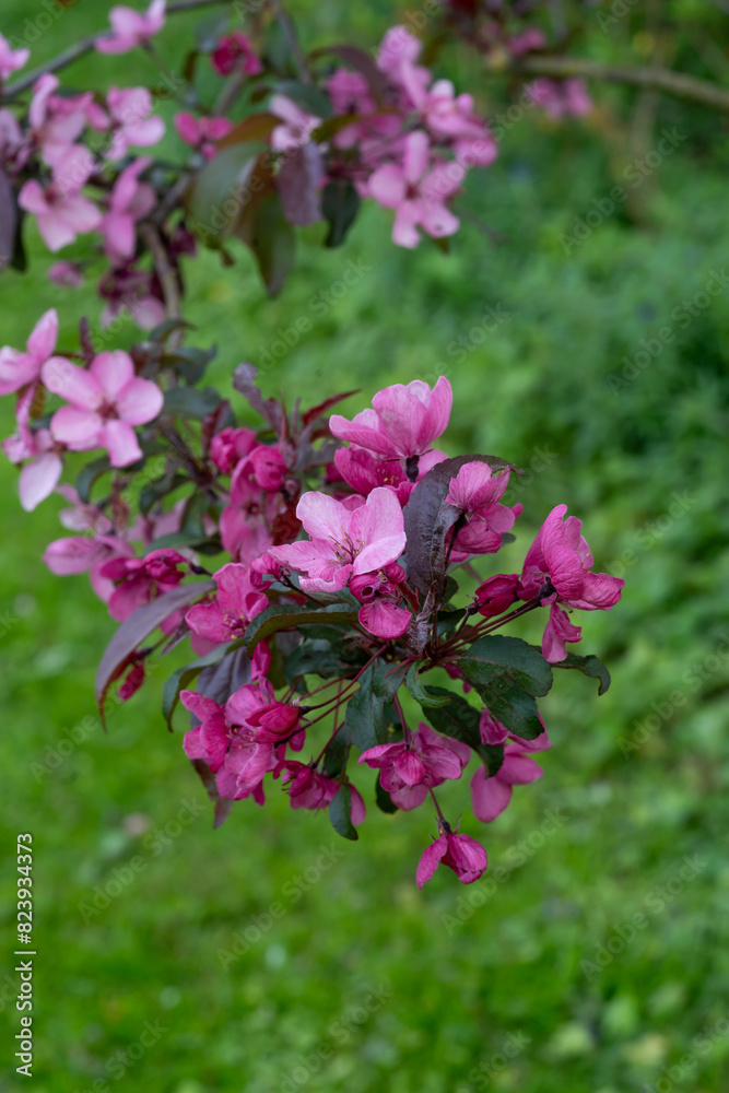 Fototapeta premium Zierapfel