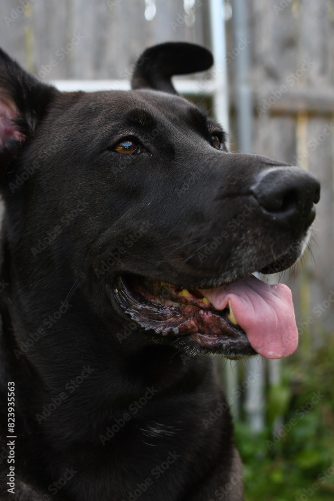 Black lab German shepherd dog outdoors  