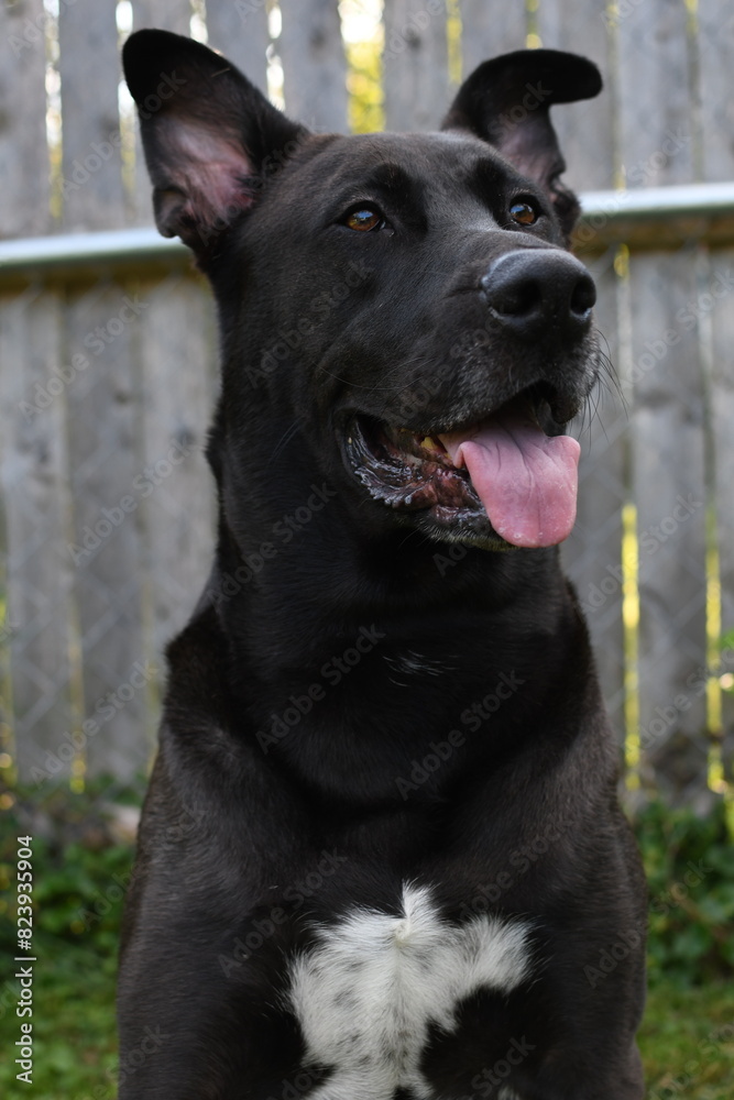 Black lab German shepherd dog outdoors Black lab German shepherd dog outdoors