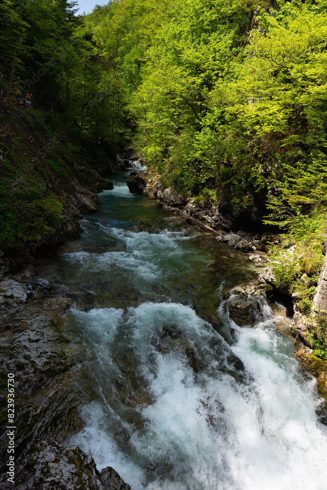 Obraz premium Turquoise river flowing through the Slovenian Canyon called Vintgar Gorge in Triglav National Park, Slovenia