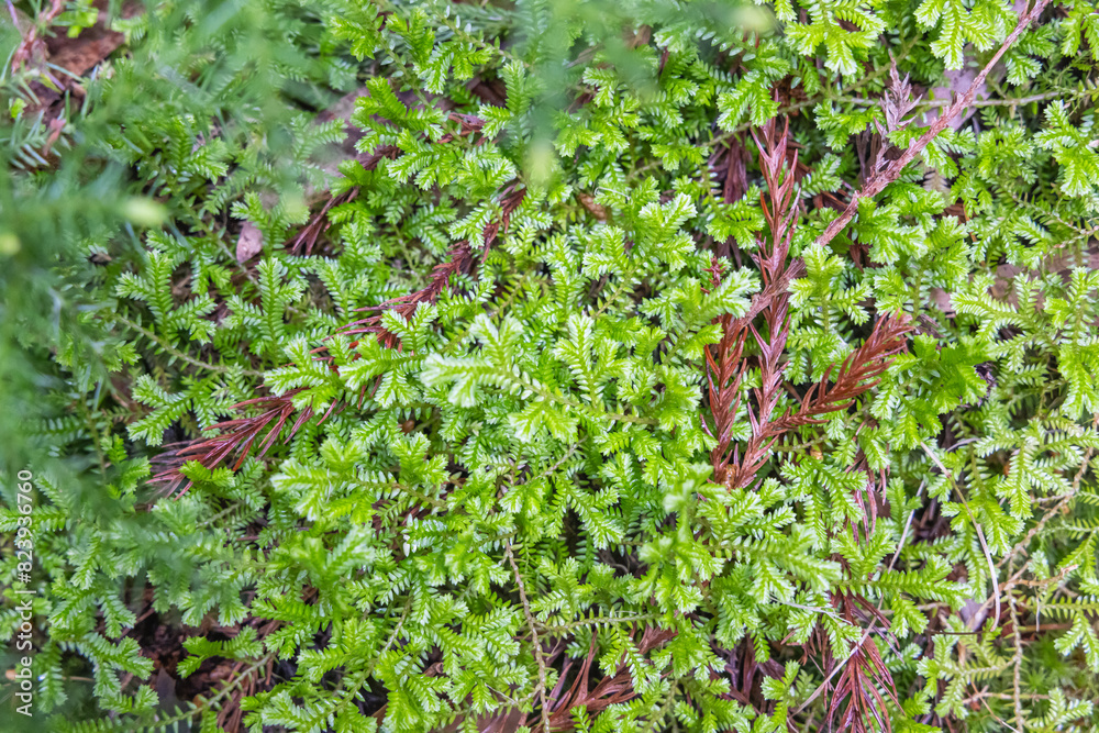 Lush ground cover on Terceira Island, Azores. Lush ground cover on Terceira Island, Azores.