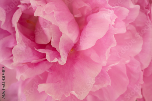 soft focus, close-up of peony for background, copy space, horizontal