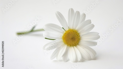Glimpse of Elegance: White Flower With Yellow Center © pvl0707