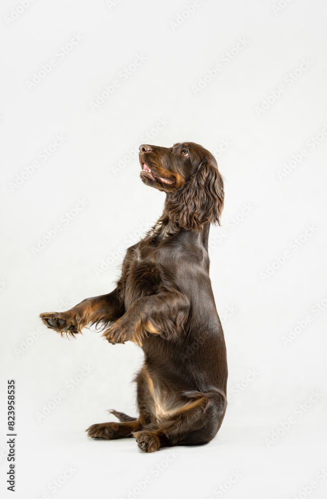 Ciemny Cocker spaniel śmiesznie stoi na dwóch łapach na białym tle