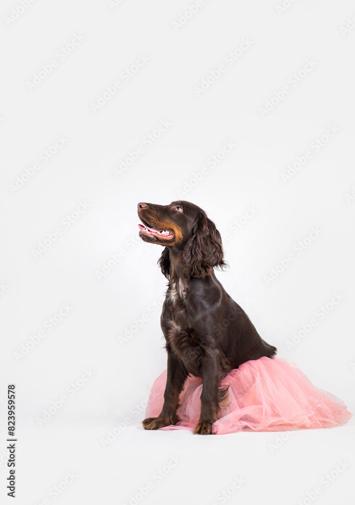Brązowy Cocker spaniel siedzi w różowej spódnicy na białym tle