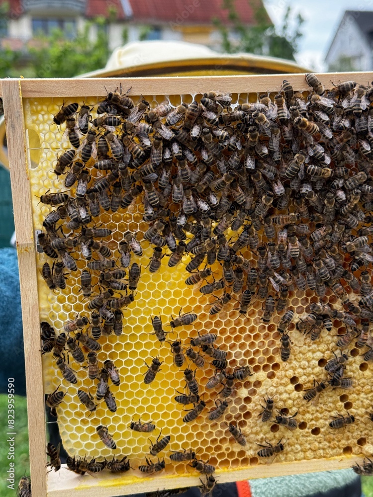 A colony of honeybees actively working on a honeycomb, highlighting the intricate and organized nature of beekeeping and honey production. A colony of honeybees actively working on a honeycomb, highlighting the intricate and organized nature of beekeeping and honey production.