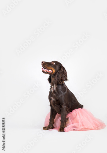 Obraz na płótnie Brązowy Cocker spaniel siedzi w różowej spódnicy na białym tle w salonie