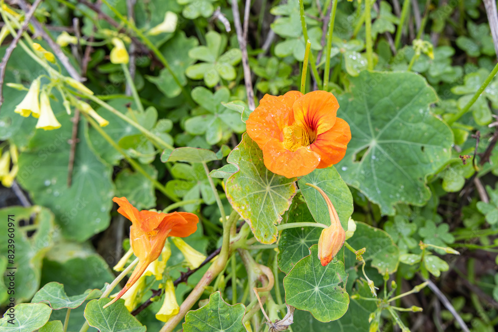 Wildflowers in a field on Terceira Island, Azores. Wildflowers in a field on Terceira Island, Azores.