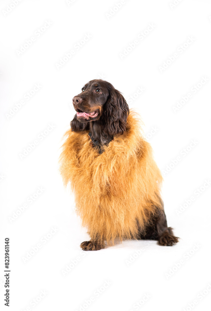 Brązowy Cocker spaniel z grzywą lwa na białym tle