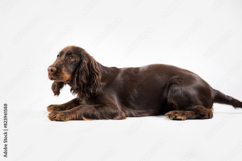Brązowy Cocker spaniel leży na białym tle