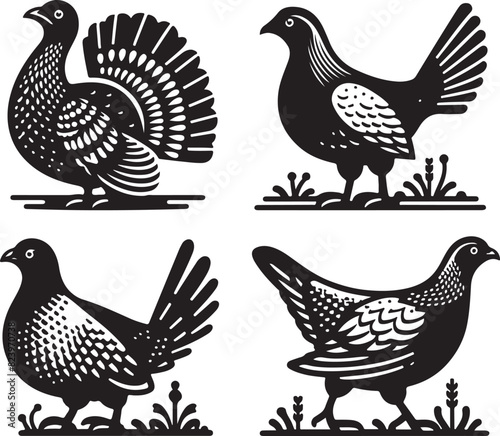 Western capercaillie, wood grouse, on white background