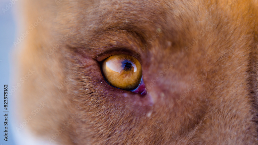 custom made wallpaper toronto digitalEye of pit bull dog in close-up detail