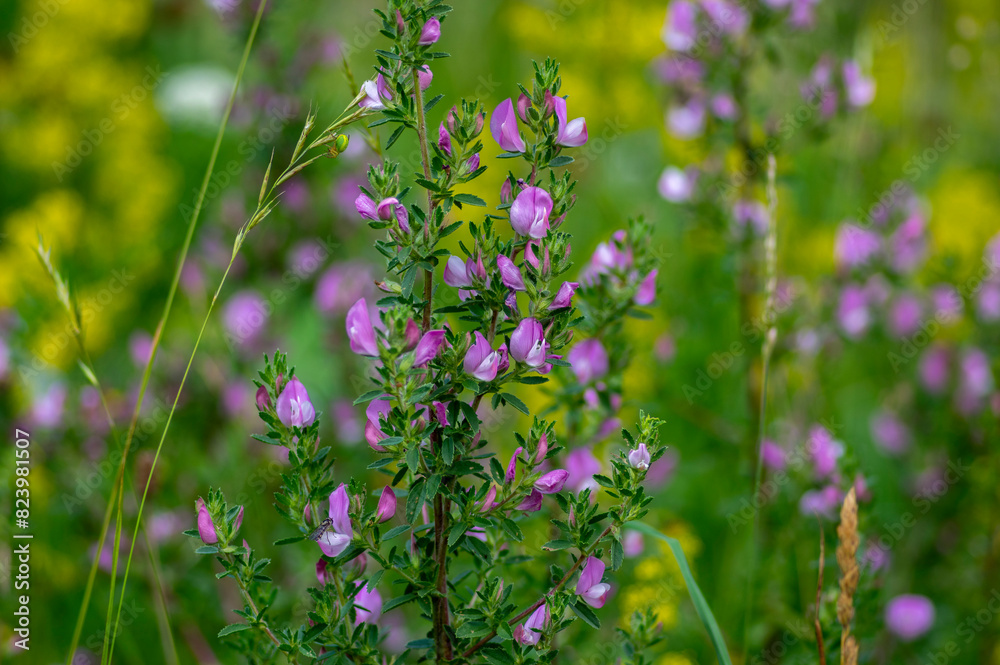 Ononis spinosa light pink and white wild flowering plant on slovenian alpine meadow, group of spiny restharrow flowers in bloom
