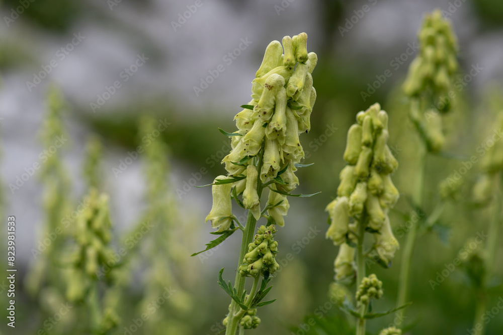 Aconitum lycoctonum wolfs bane flowering plant, group of green yellow flowers in bloom, in slovenian mountains Aconitum lycoctonum wolfs bane flowering plant, group of green yellow flowers in bloom, in slovenian mountains
