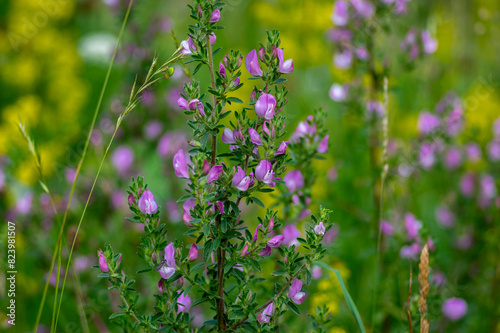 Ononis spinosa light pink and white wild flowering plant on slovenian alpine meadow, group of spiny restharrow flowers in bloom photo