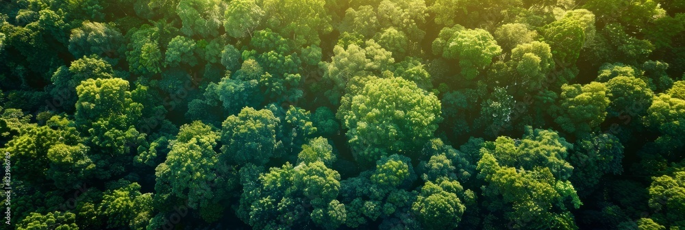 View from above of a dense forest with a multitude of trees and foliage, sunlight filtering through the leaves