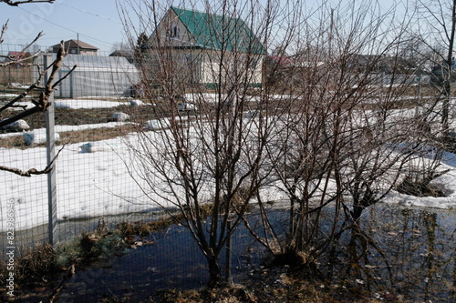 Bush cherry in spring in water from melting snow