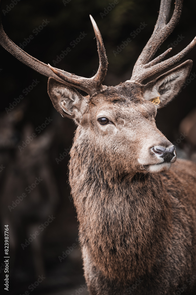 Deer buck on dark background Deer buck on dark background