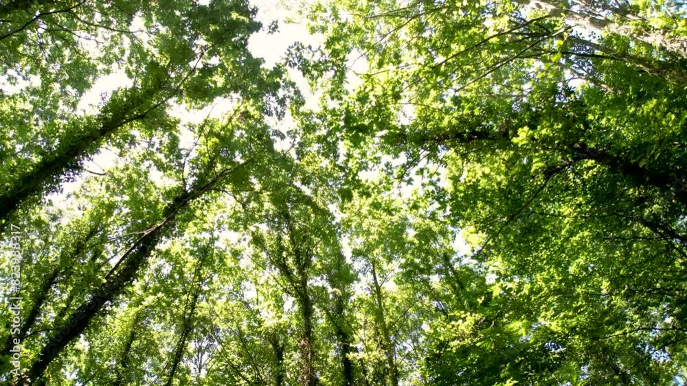 Trekking at Omerli village, Istanbul, vertical, oe01 Trekking at Omerli village, Istanbul, vertical, oe01