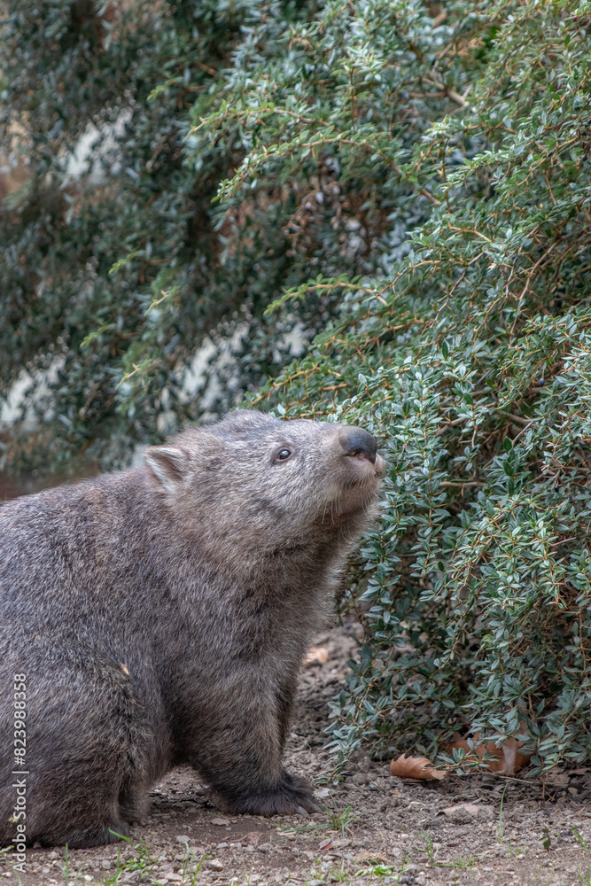 Obraz premium wombat standing on the ground, gazing upwards towards leafy green foliage. The wombat's thick fur and rounded body are prominent, blending with the natural, earthy surroundings.