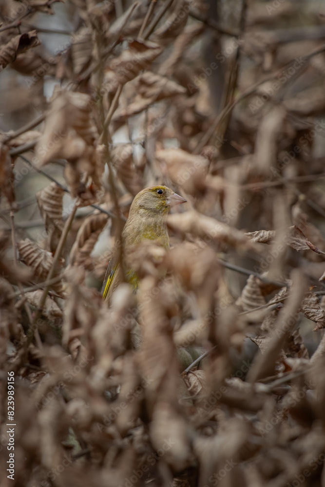 Fototapeta premium bird on a tree
