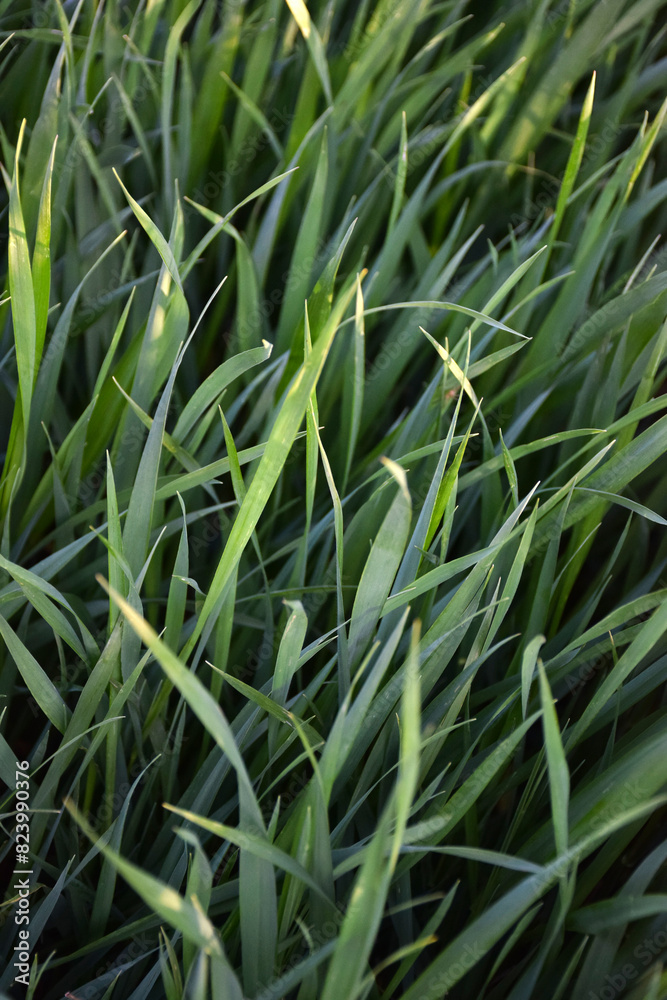Obraz premium Green leaves of sprouts of young grass all over the background.
