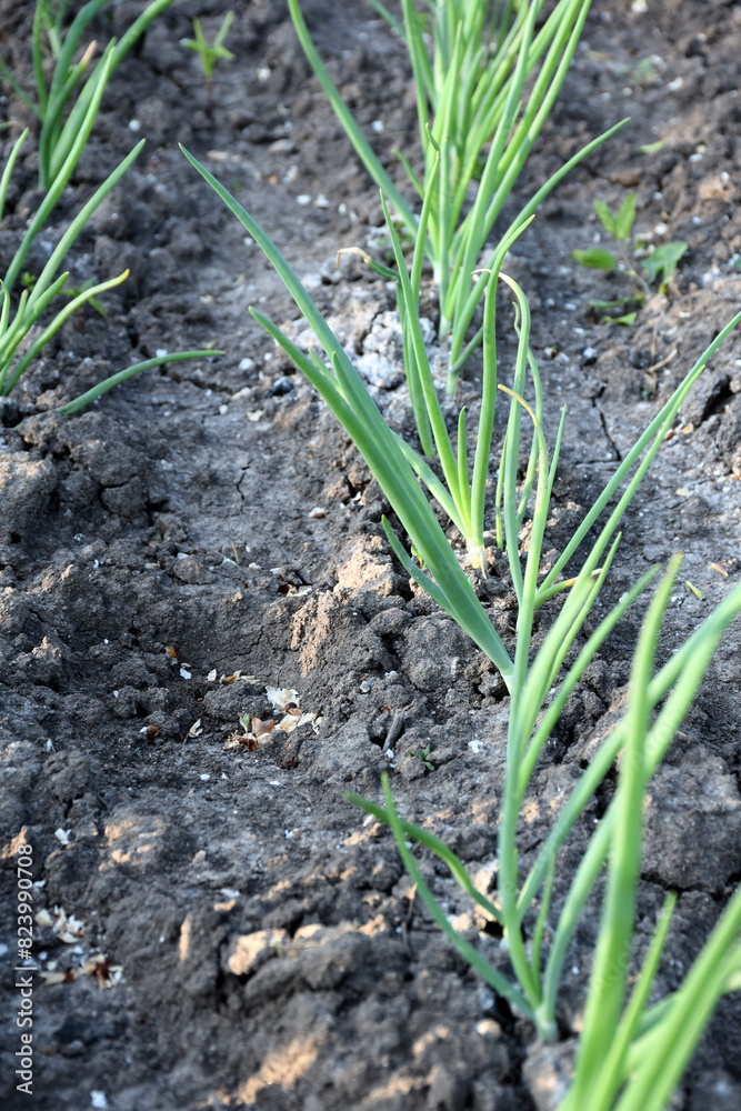 Green rows of sprouts of young onions all over the background on the ground. Summer natural background Green rows of sprouts of young onions all over the background on the ground. Summer natural background