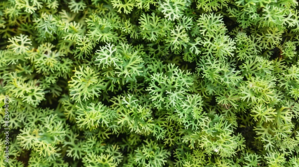Green moss photo texture background from above. Realistic macro shoot. Modern eco friendly decor natural background. Symbol of sustainability. Wallpaper, Texture. Green moss photo texture background from above. Realistic macro shoot. Modern eco friendly decor natural background. Symbol of sustainability. Wallpaper, Texture.