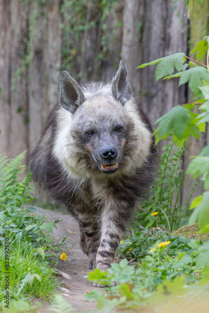 Hyaena brunnea stands and looks ahead, sharp, good texture (Parahyaena brunnea) Hyaena brunnea stands and looks ahead, sharp, good texture (Parahyaena brunnea)