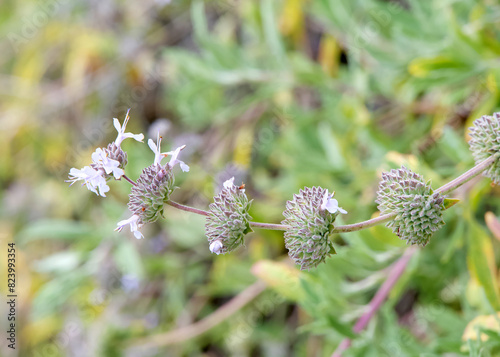 Close up on Salvia mellifera, commonly known as Black Sage, a drought-tolerant evergreen shrub native to California. photo