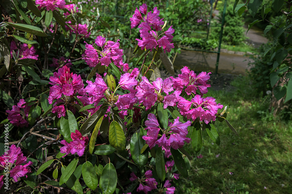 flowering rhododendron shrub in spring bloom. flowering rhododendron shrub in spring bloom.