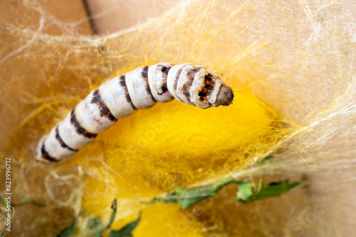 Obraz na plátně macro close up of a silkworm spinning the cocoon (Bombyx mori - domestic silk mo
