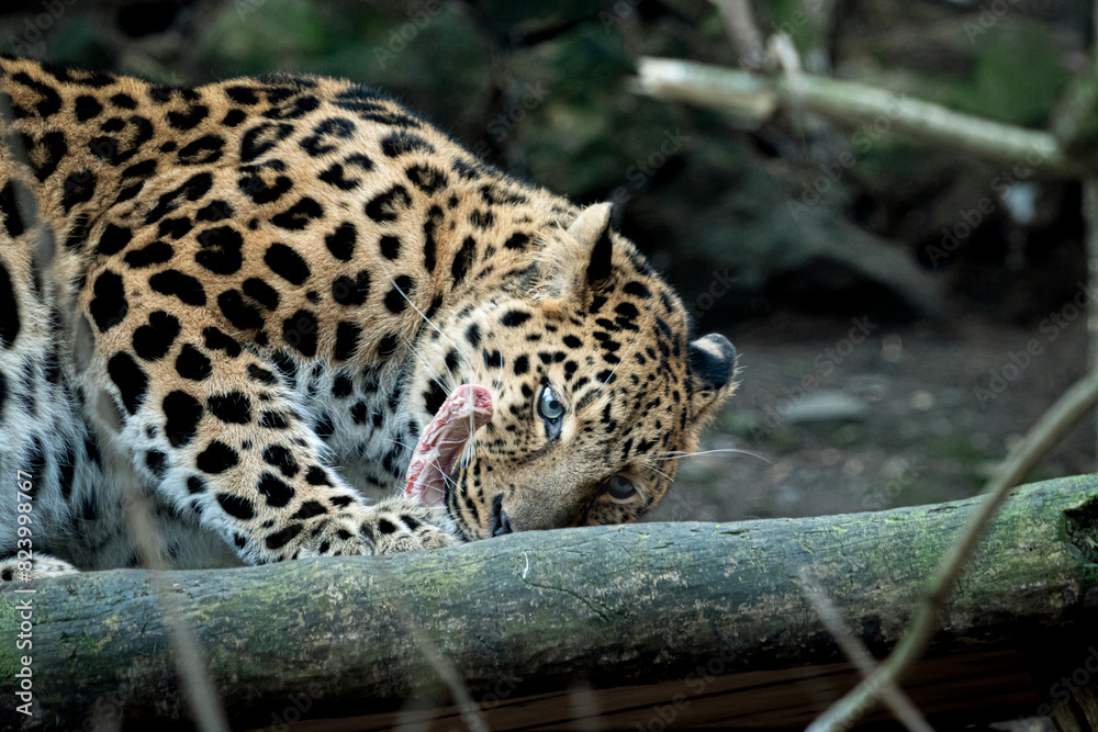 Panthera pardus orientalis ,Amazing eye contact and beautiful colors, Panthera pardus orientalis ,Amazing eye contact and beautiful colors,