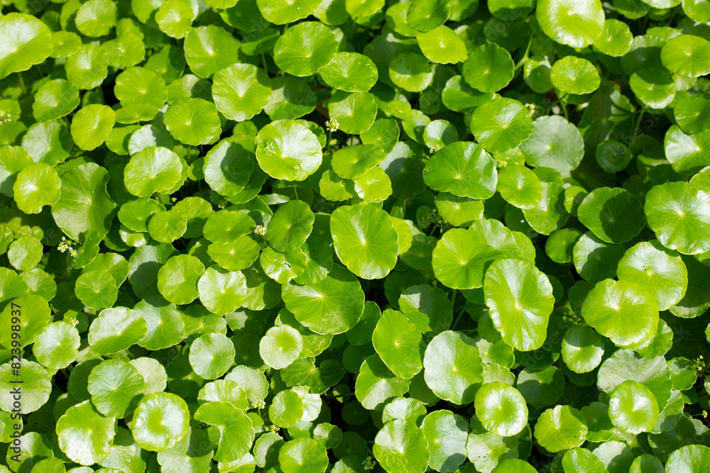 Centella asiatica (gotu kola). Fresh green leaves herb background. Centella asiatica (gotu kola). Fresh green leaves herb background.