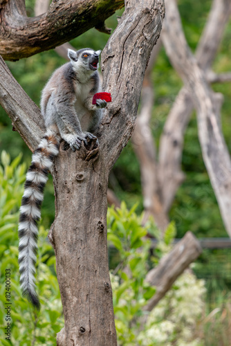 lemur on tree