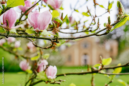 Close-up of magnolia tree branch with pink magnolia flowers and softly blurred background with historic mansion, harmony between nature and human creativity with sense of calm, freshness and renewal