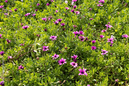 Purple flowers on Flores Island. © Emily_M_Wilson